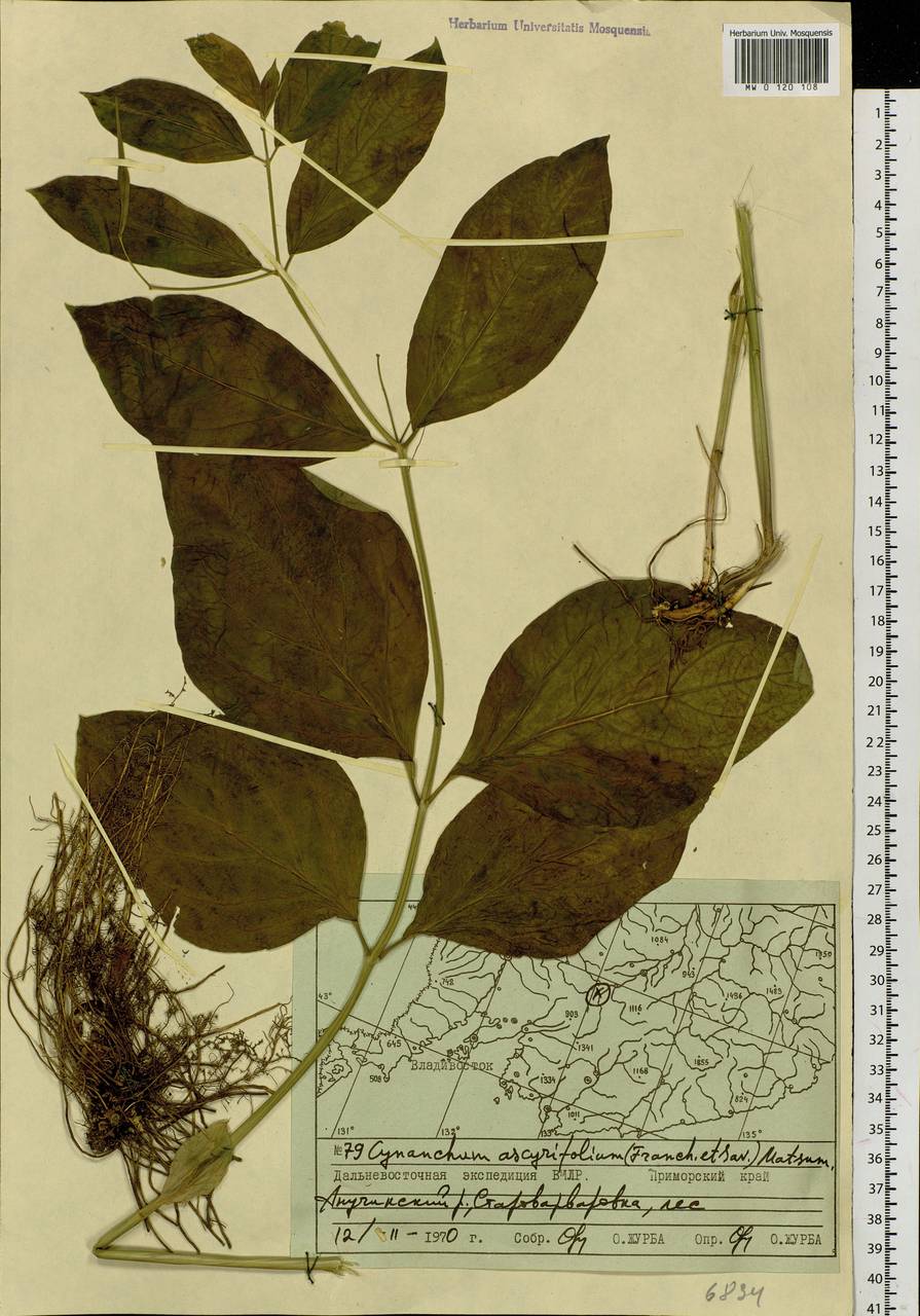 Vincetoxicum ascyrifolium Franch. & Sav., Siberia, Russian Far East (S6) (Russia)