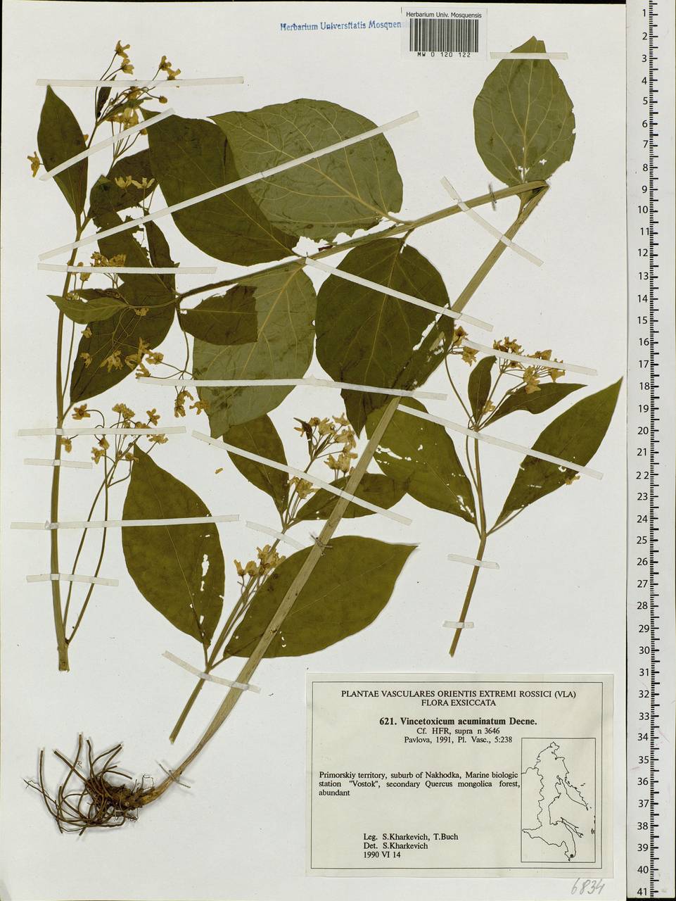Cynanchum ascyrifolium (Franch. & Sav.) Matsum., Siberia, Russian Far East (S6) (Russia)