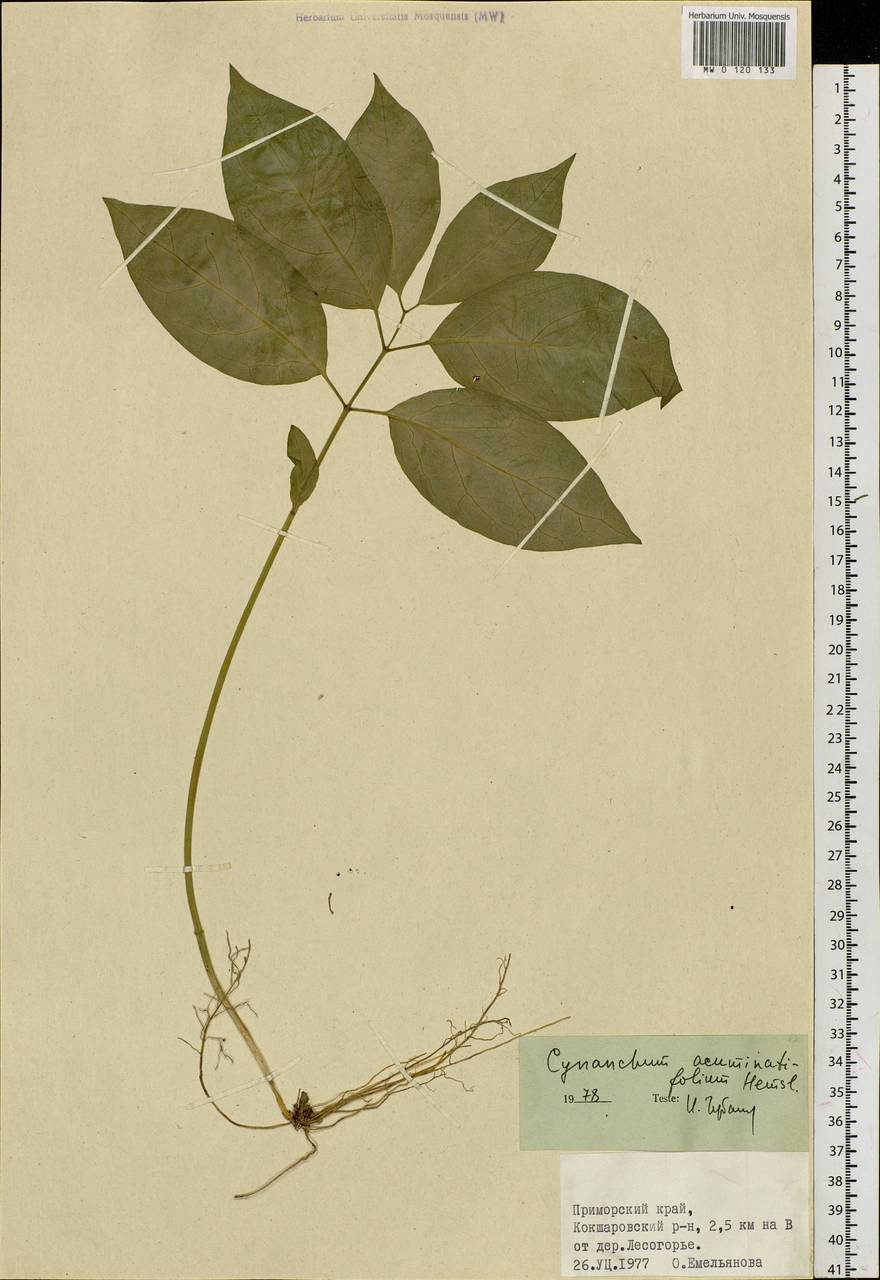 Cynanchum ascyrifolium (Franch. & Sav.) Matsum., Siberia, Russian Far East (S6) (Russia)
