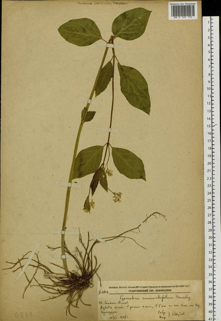 Cynanchum ascyrifolium (Franch. & Sav.) Matsum., Siberia, Russian Far East (S6) (Russia)