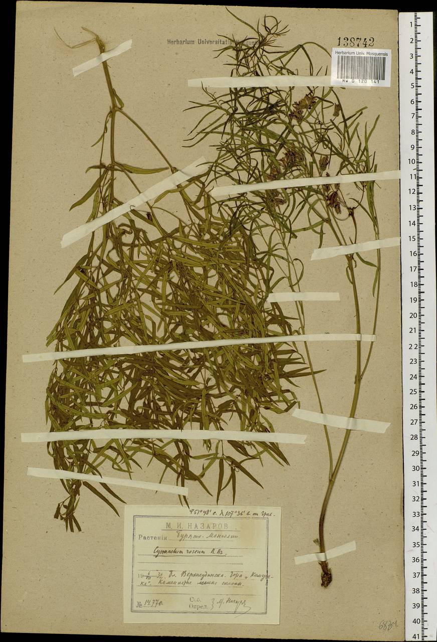 Vincetoxicum purpureum (Pall.) Kuntze, Siberia, Baikal & Transbaikal region (S4) (Russia)