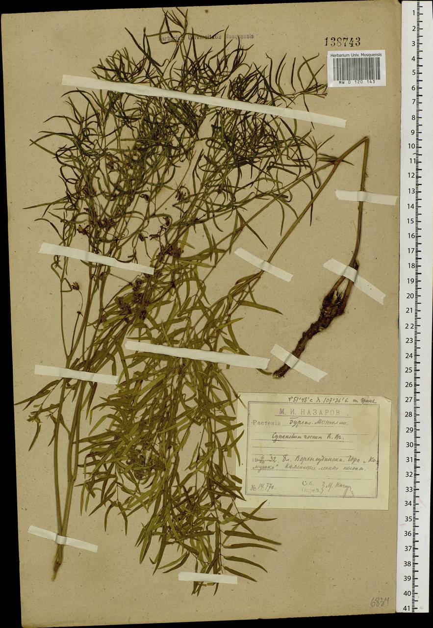 Vincetoxicum purpureum (Pall.) Kuntze, Siberia, Baikal & Transbaikal region (S4) (Russia)
