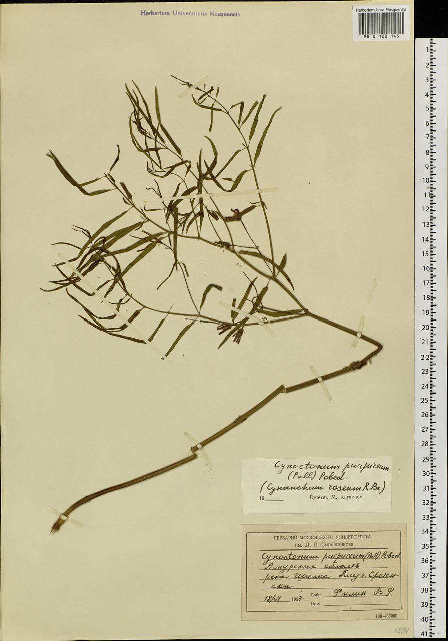 Vincetoxicum purpureum (Pall.) Kuntze, Siberia, Baikal & Transbaikal region (S4) (Russia)