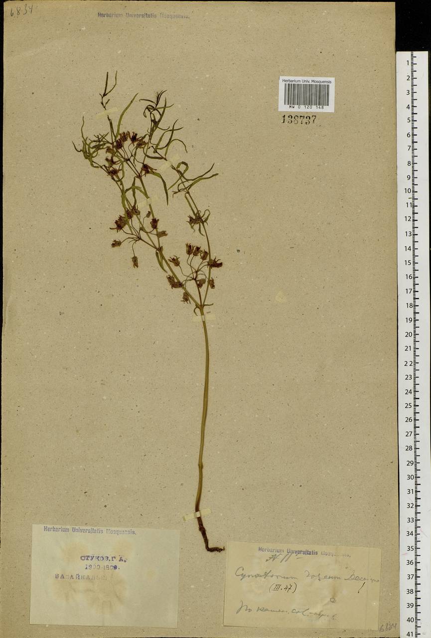Vincetoxicum purpureum (Pall.) Kuntze, Siberia, Baikal & Transbaikal region (S4) (Russia)