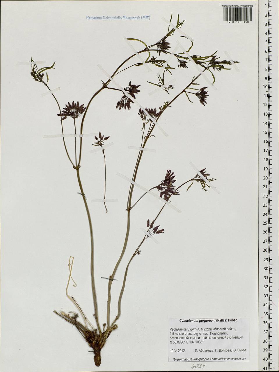 Vincetoxicum purpureum (Pall.) Kuntze, Siberia, Baikal & Transbaikal region (S4) (Russia)