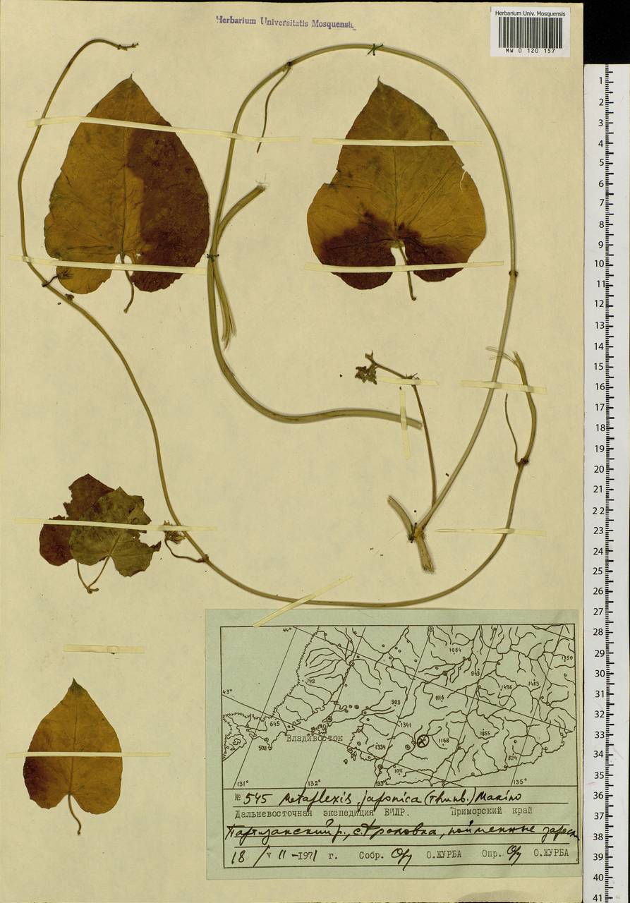 Cynanchum thunbergii K.P.Ma, J.H.Xue & Chepinoga, Siberia, Russian Far East (S6) (Russia)