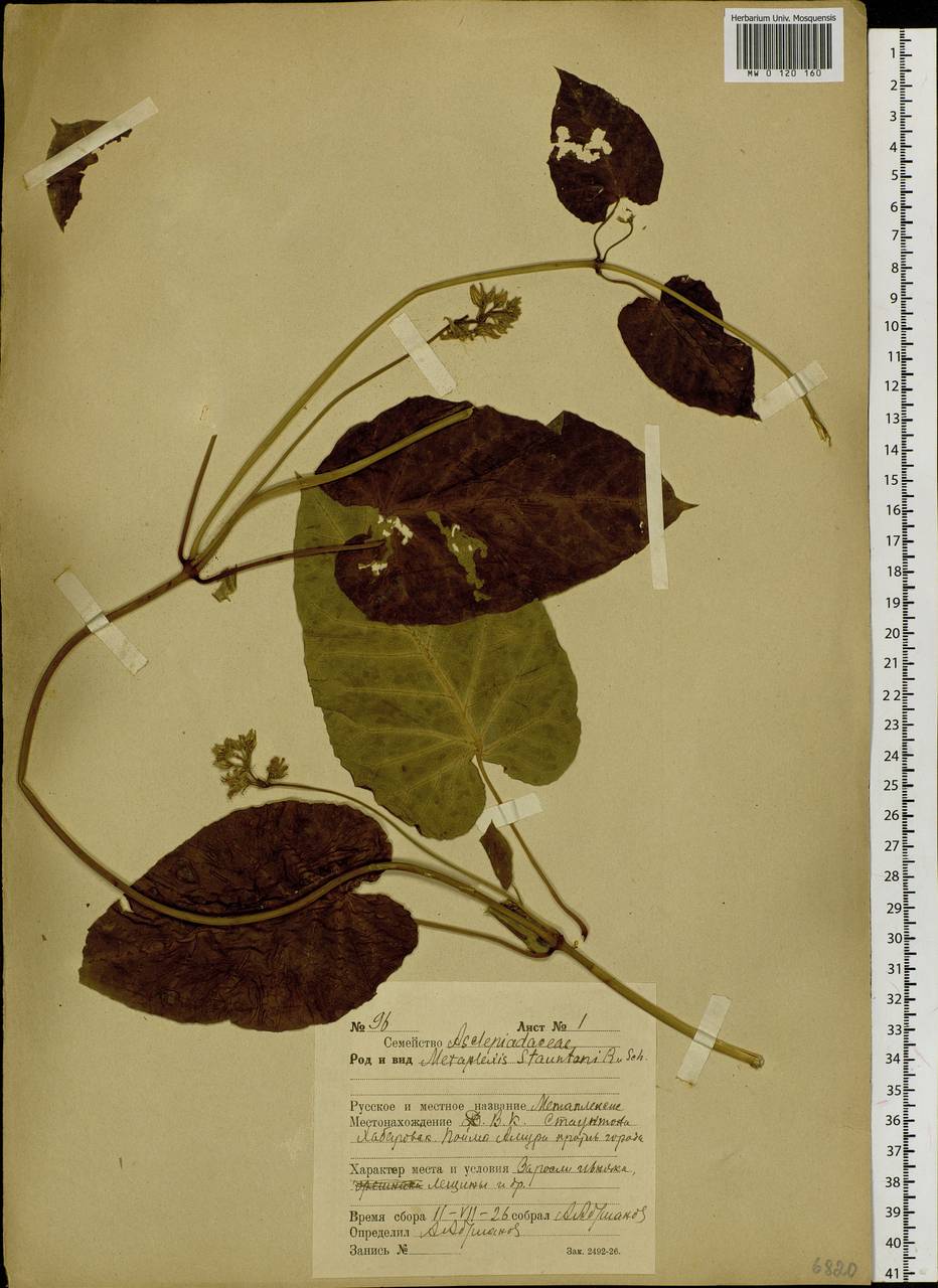 Cynanchum thunbergii K.P.Ma, J.H.Xue & Chepinoga, Siberia, Russian Far East (S6) (Russia)