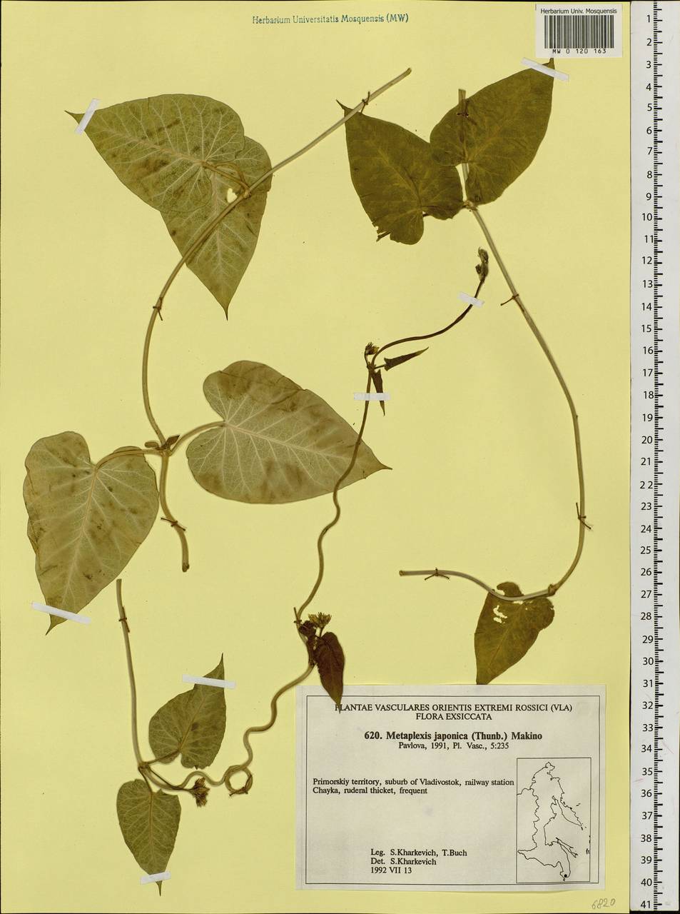 Metaplexis japonica (Thunb.) Makino, Siberia, Russian Far East (S6) (Russia)