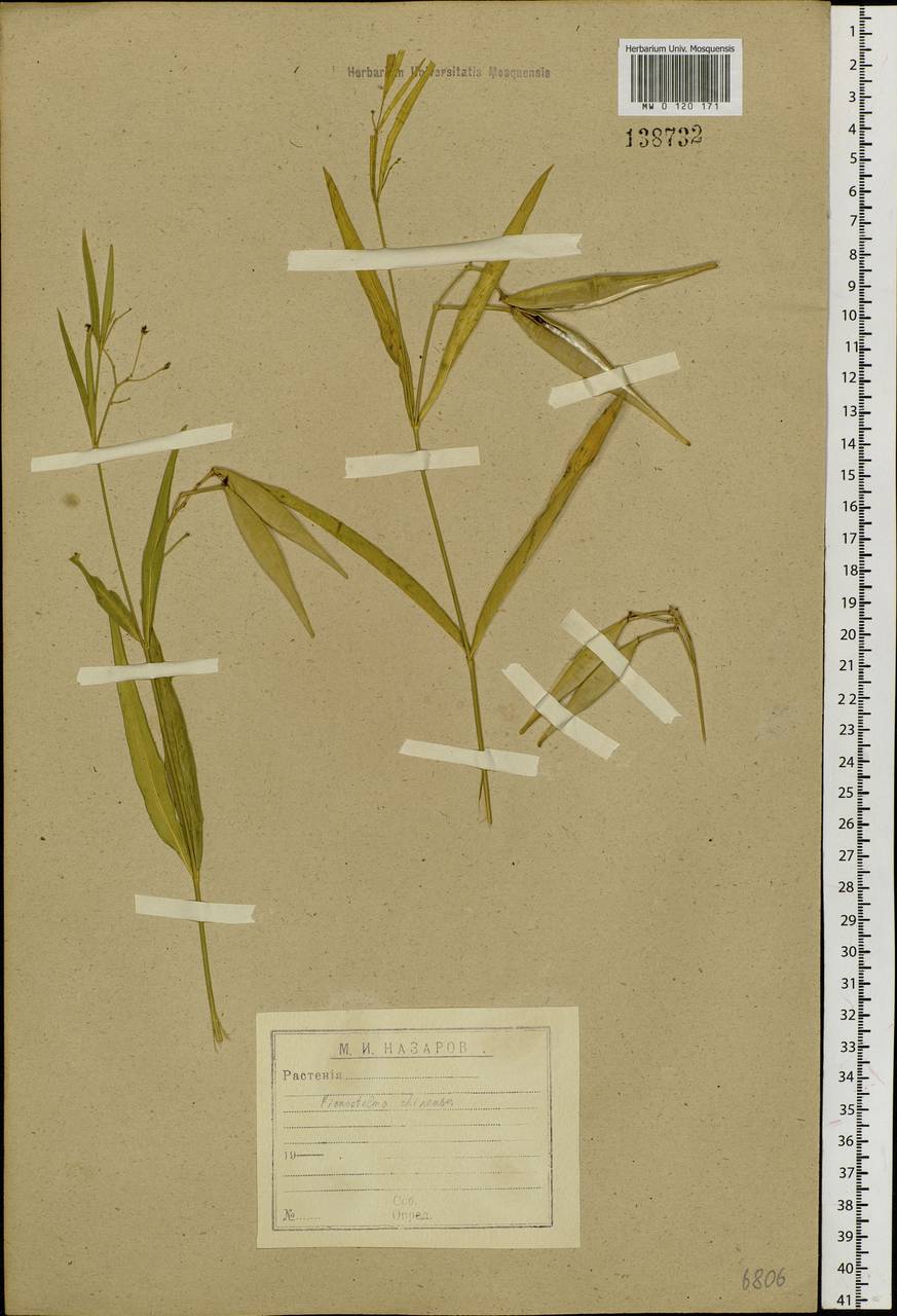 Vincetoxicum changqinianum P. T. Li, Siberia, Baikal & Transbaikal region (S4) (Russia)