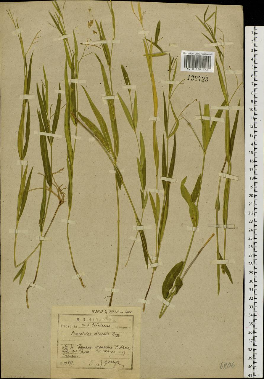 Vincetoxicum changqinianum P. T. Li, Siberia, Baikal & Transbaikal region (S4) (Russia)