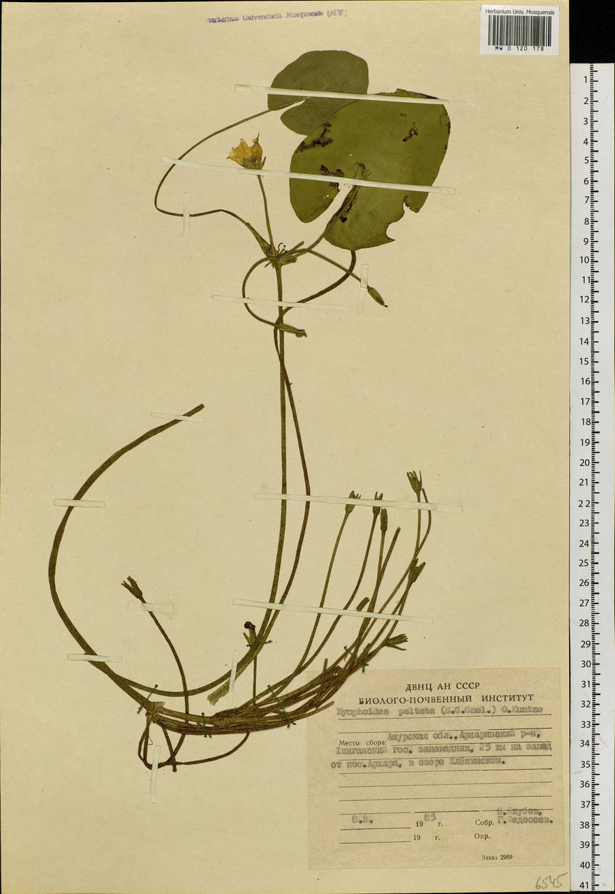 Nymphoides peltata (S. G. Gmel.) Kuntze, Siberia, Russian Far East (S6) (Russia)