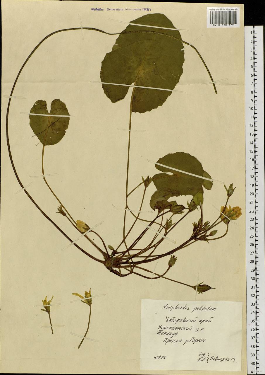 Nymphoides peltata (S. G. Gmel.) Kuntze, Siberia, Russian Far East (S6) (Russia)