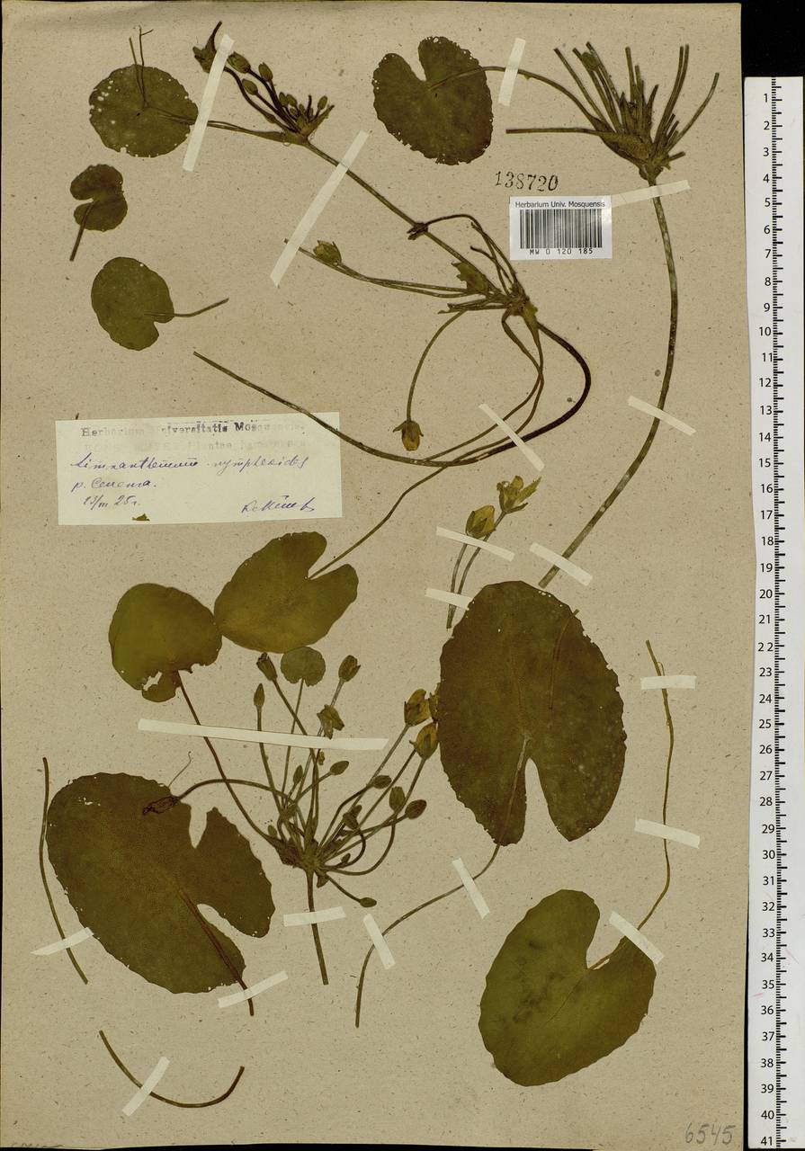 Nymphoides peltata (S. G. Gmelin) O. Kuntze, Siberia, Baikal & Transbaikal region (S4) (Russia)