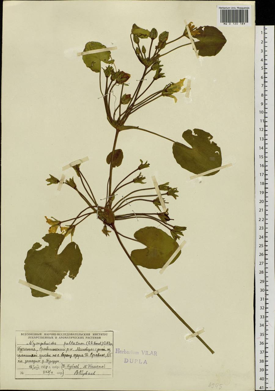 Nymphoides peltata (S. G. Gmelin) O. Kuntze, Siberia, Baikal & Transbaikal region (S4) (Russia)