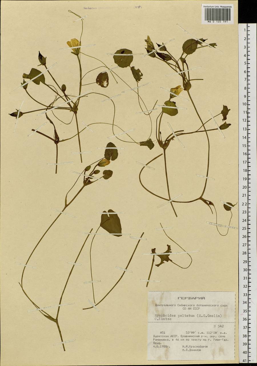 Nymphoides peltata (S. G. Gmelin) O. Kuntze, Siberia, Baikal & Transbaikal region (S4) (Russia)