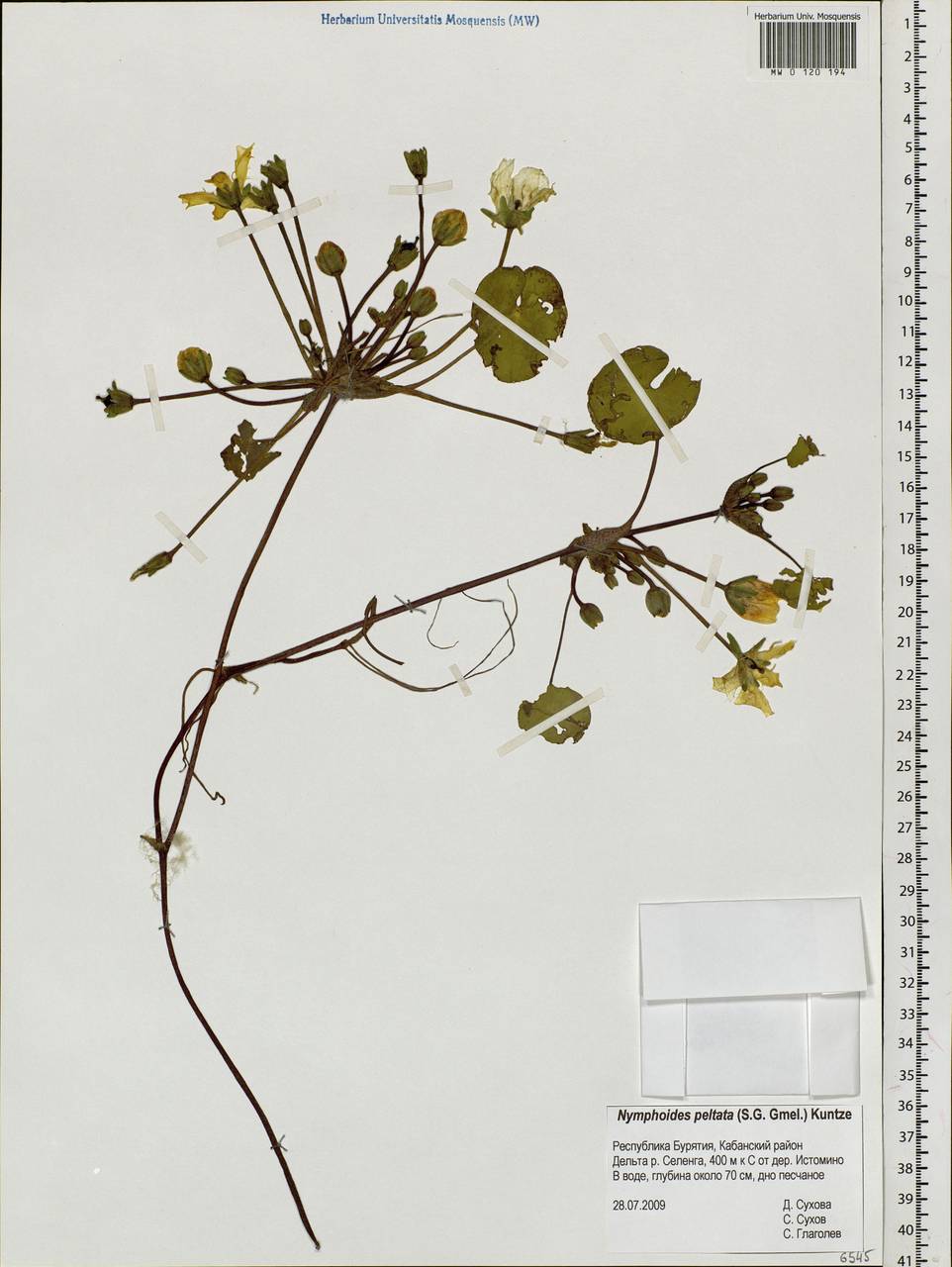 Nymphoides peltata (S. G. Gmelin) O. Kuntze, Siberia, Baikal & Transbaikal region (S4) (Russia)
