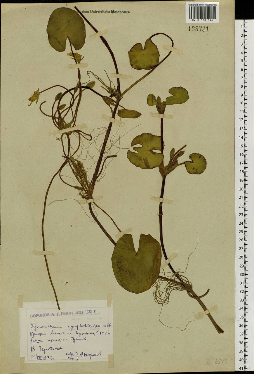 Nymphoides peltata (S. G. Gmel.) Kuntze, Siberia, Western (Kazakhstan) Altai Mountains (S2a) (Kazakhstan)