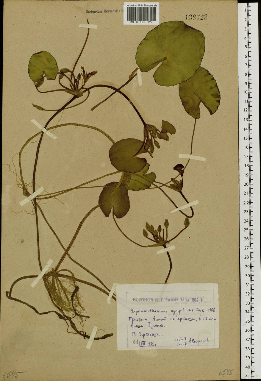 Nymphoides peltata (S. G. Gmelin) O. Kuntze, Siberia, Western (Kazakhstan) Altai Mountains (S2a) (Kazakhstan)