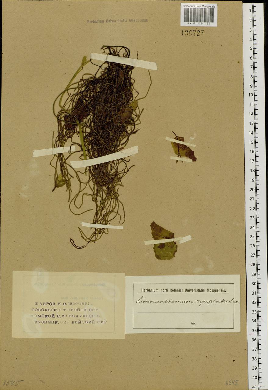 Nymphoides peltata (S. G. Gmelin) O. Kuntze, Siberia (no precise locality) (S0) (Russia)
