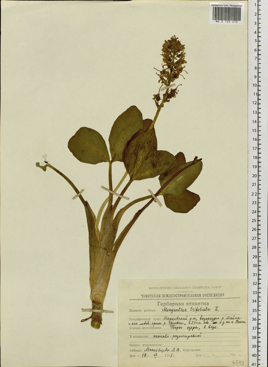 Menyanthes trifoliata L., Siberia, Chukotka & Kamchatka (S7) (Russia)