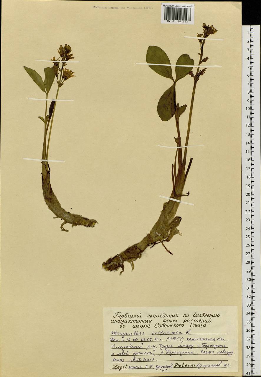 Menyanthes trifoliata L., Siberia, Chukotka & Kamchatka (S7) (Russia)