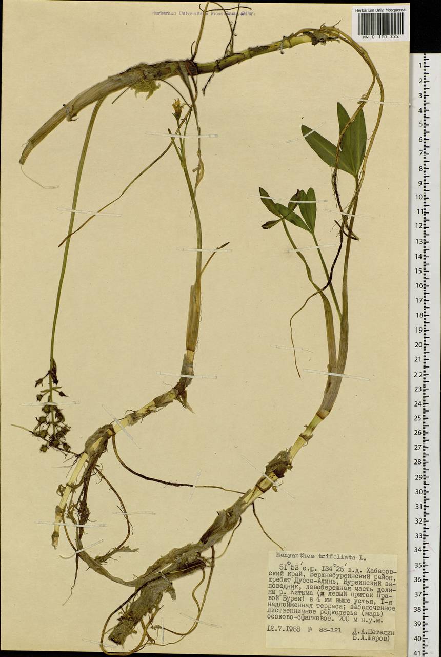 Menyanthes trifoliata L., Siberia, Russian Far East (S6) (Russia)
