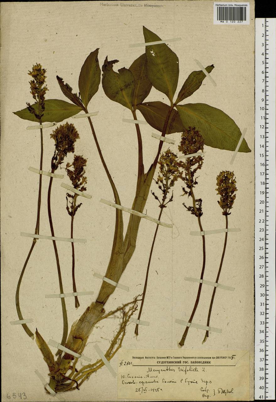 Menyanthes trifoliata L., Siberia, Russian Far East (S6) (Russia)