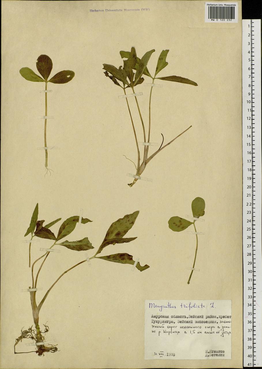 Menyanthes trifoliata L., Siberia, Russian Far East (S6) (Russia)