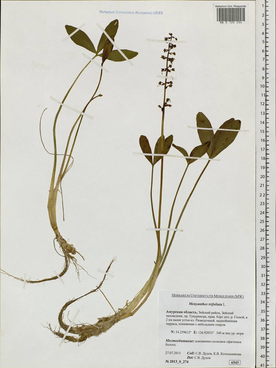 Menyanthes trifoliata L., Siberia, Russian Far East (S6) (Russia)