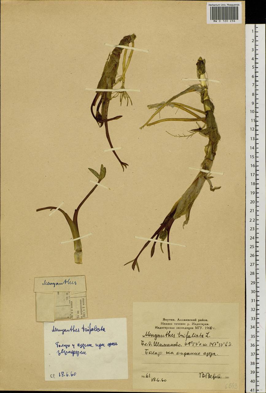 Menyanthes trifoliata L., Siberia, Yakutia (S5) (Russia)