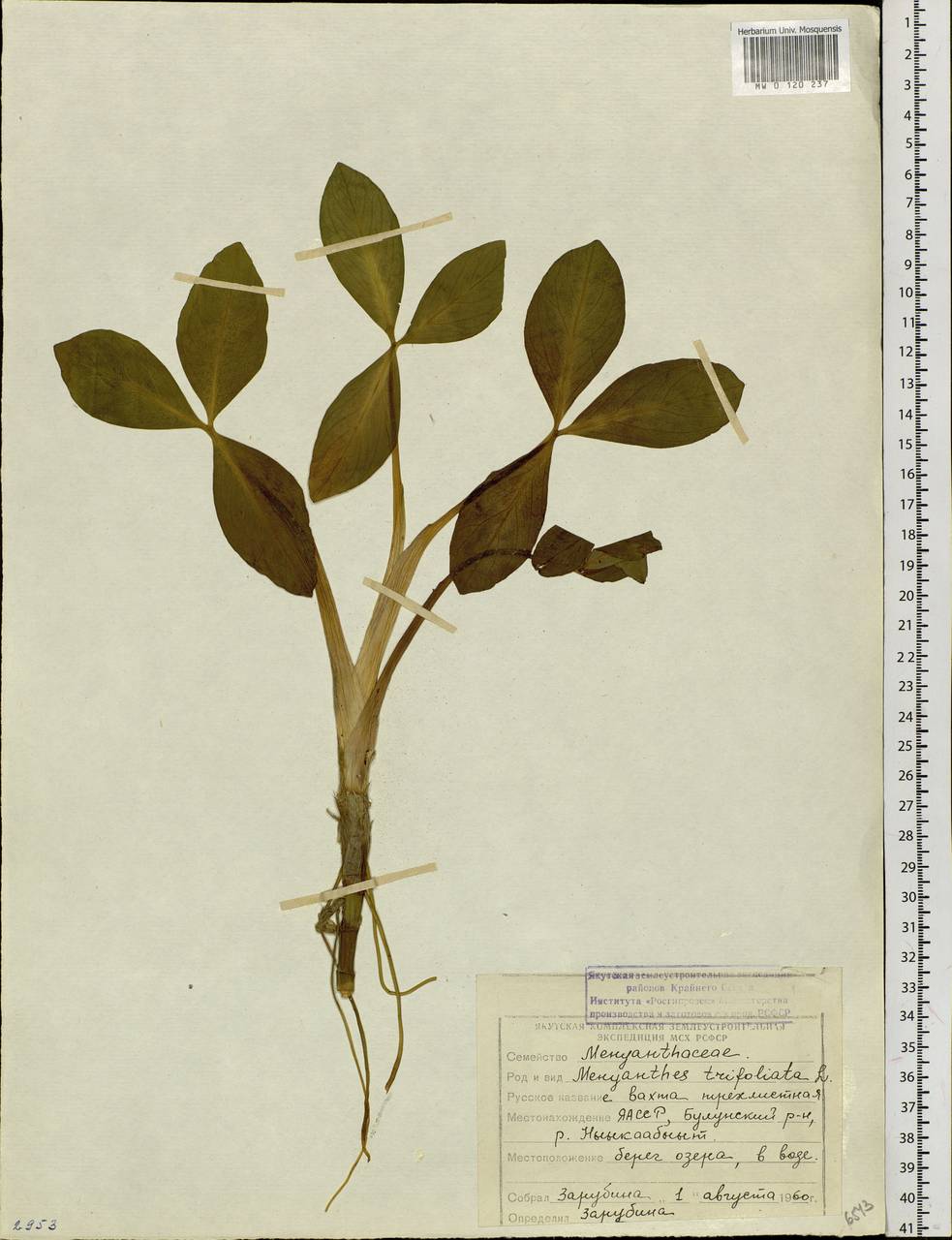 Menyanthes trifoliata L., Siberia, Yakutia (S5) (Russia)