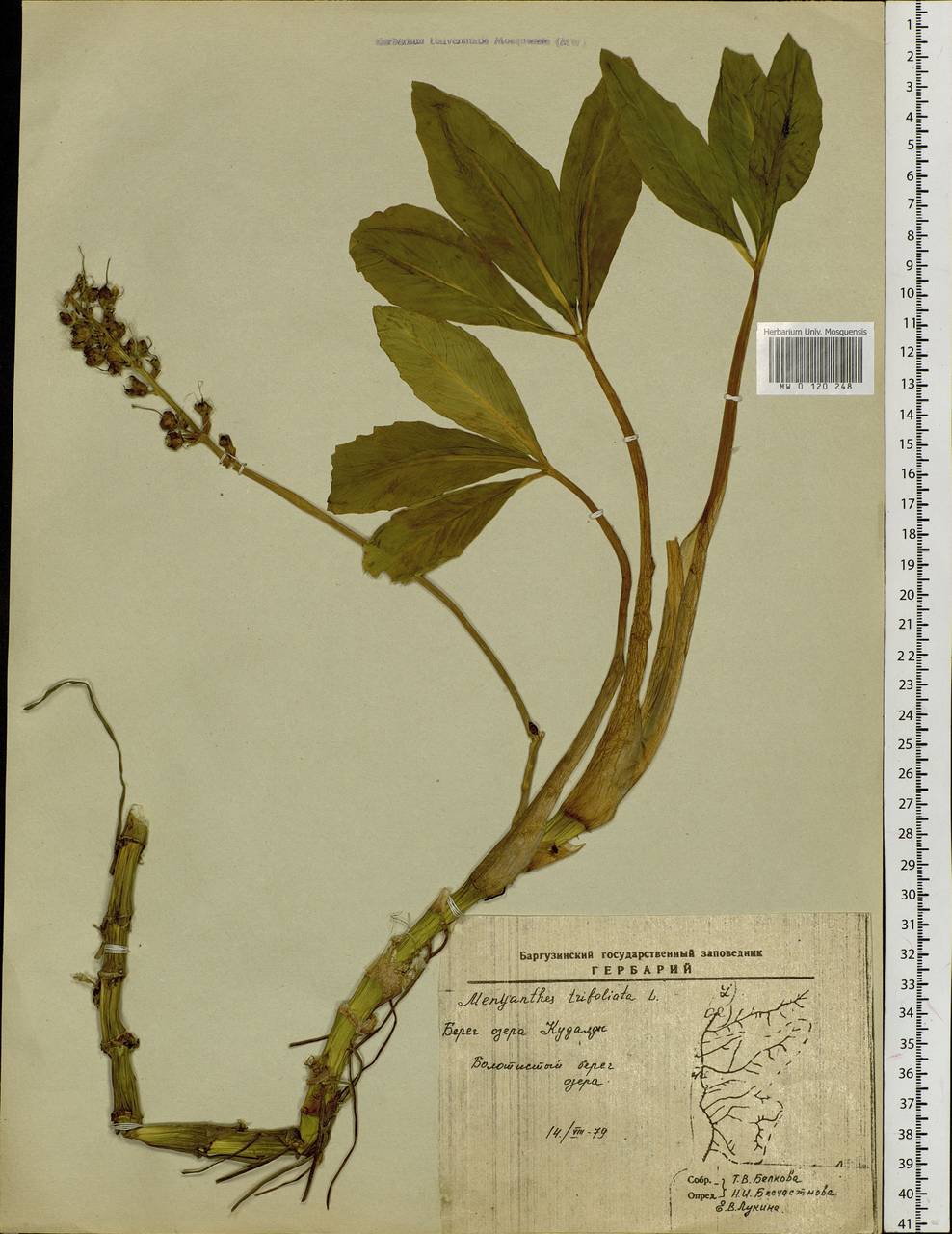 Menyanthes trifoliata L., Siberia, Baikal & Transbaikal region (S4) (Russia)