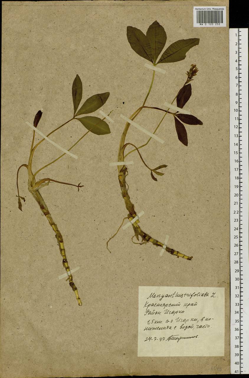 Menyanthes trifoliata L., Siberia, Central Siberia (S3) (Russia)