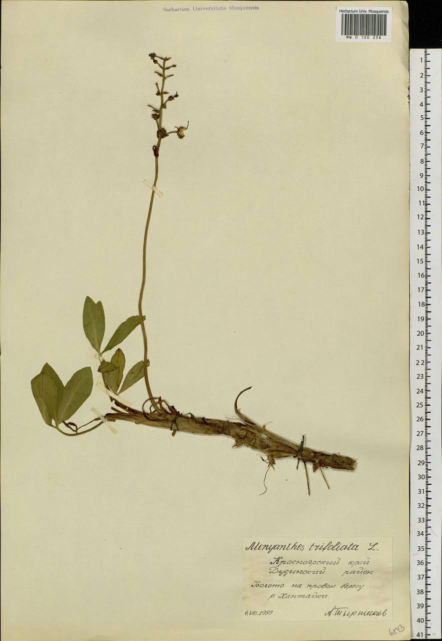 Menyanthes trifoliata L., Siberia, Central Siberia (S3) (Russia)