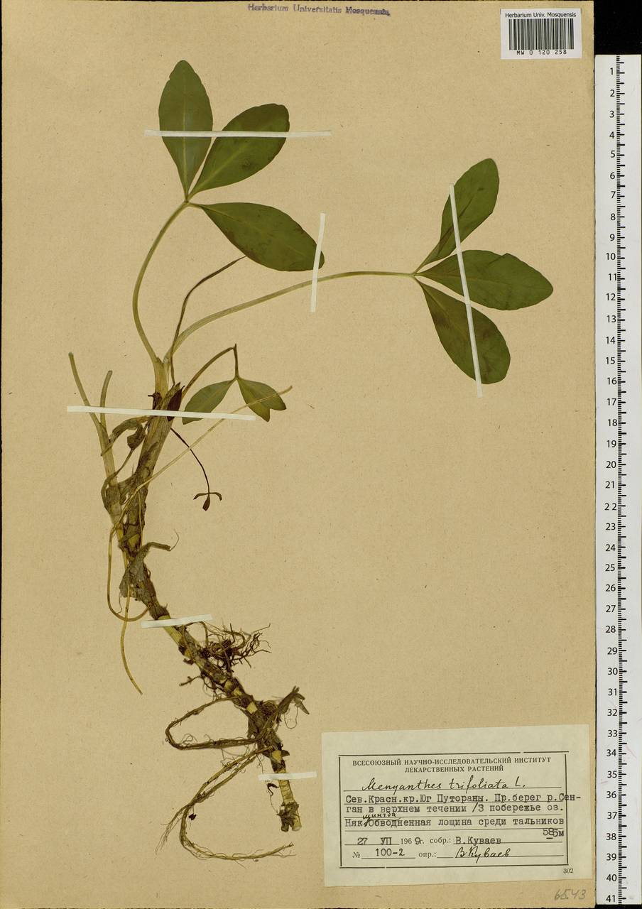 Menyanthes trifoliata L., Siberia, Central Siberia (S3) (Russia)