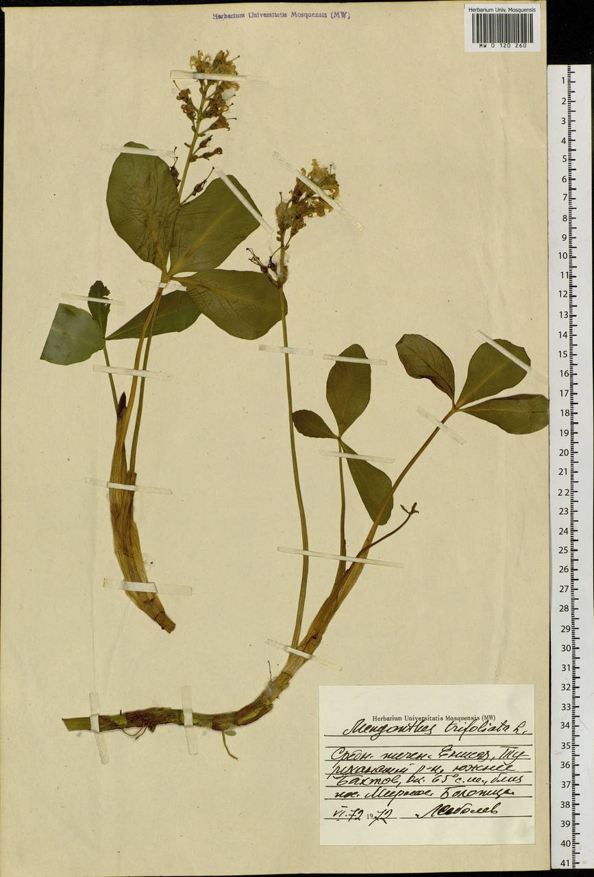Menyanthes trifoliata L., Siberia, Central Siberia (S3) (Russia)