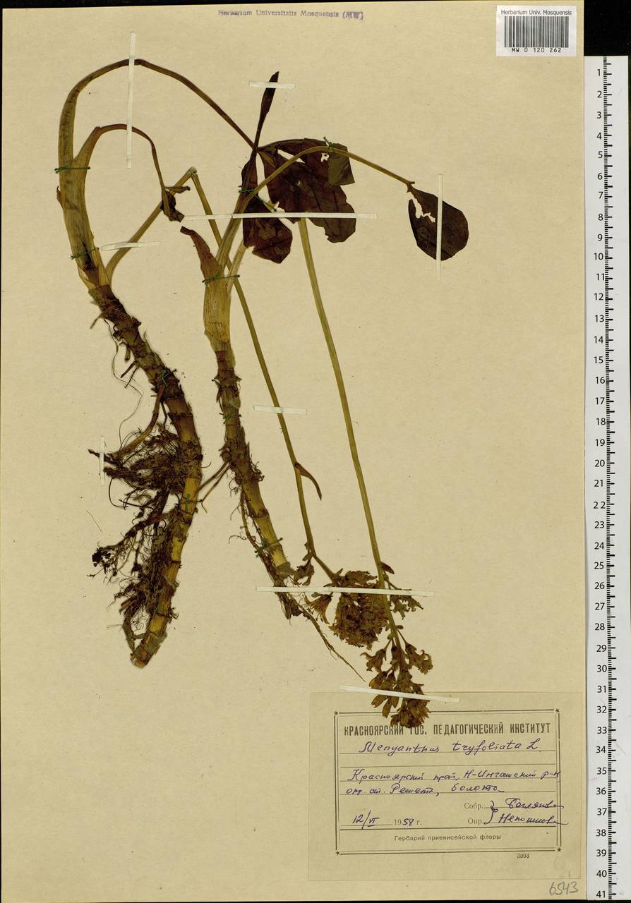 Menyanthes trifoliata L., Siberia, Central Siberia (S3) (Russia)