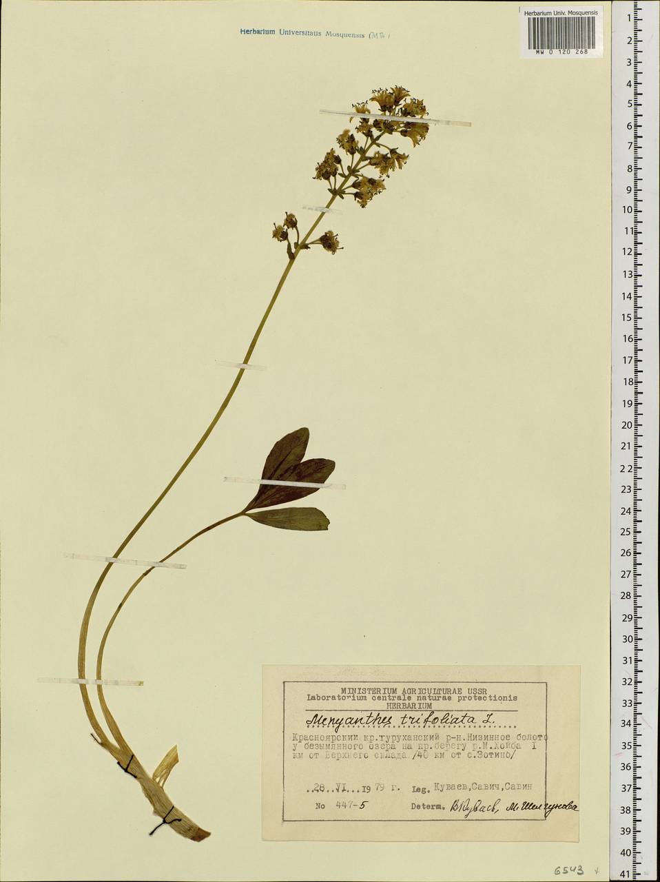 Menyanthes trifoliata L., Siberia, Central Siberia (S3) (Russia)