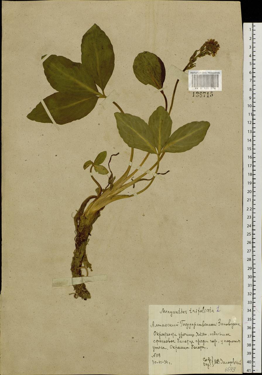 Menyanthes trifoliata L., Siberia, Altai & Sayany Mountains (S2) (Russia)