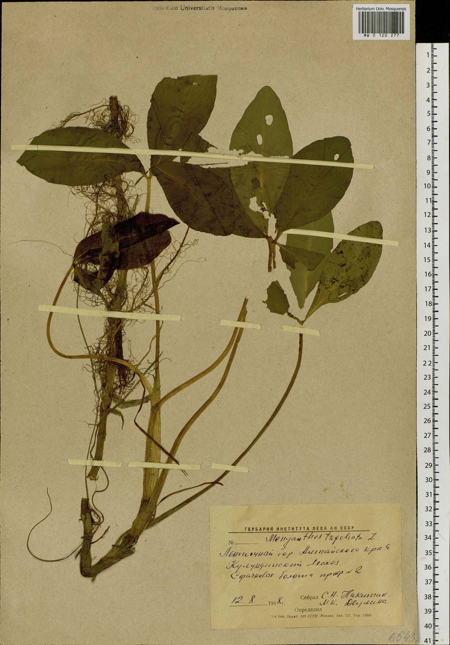 Menyanthes trifoliata L., Siberia, Altai & Sayany Mountains (S2) (Russia)
