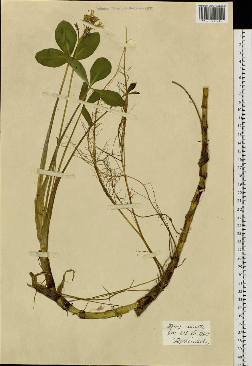 Menyanthes trifoliata L., Siberia, Western Siberia (S1) (Russia)