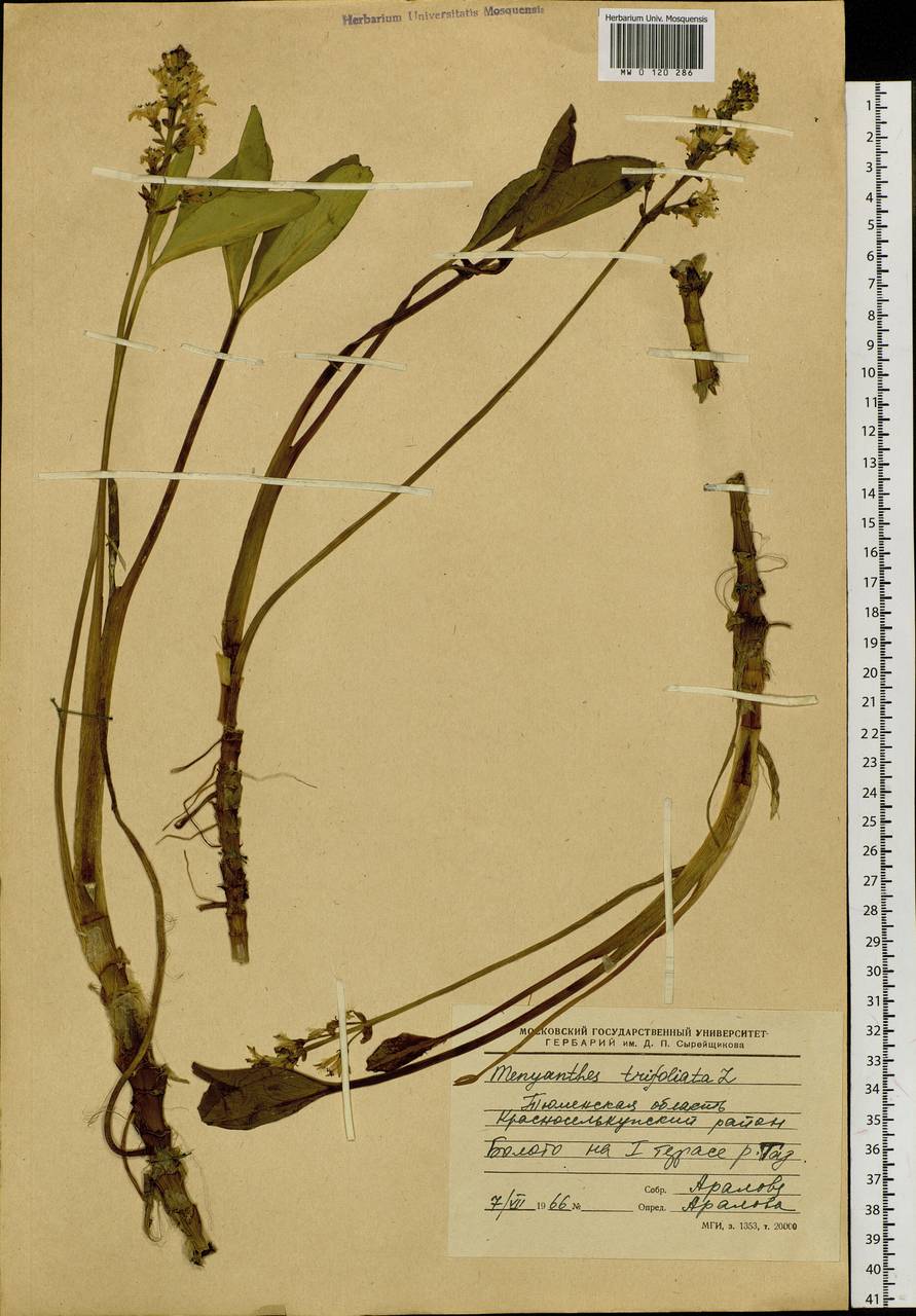Menyanthes trifoliata L., Siberia, Western Siberia (S1) (Russia)