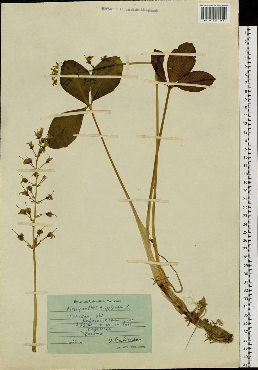 Menyanthes trifoliata L., Siberia, Western Siberia (S1) (Russia)
