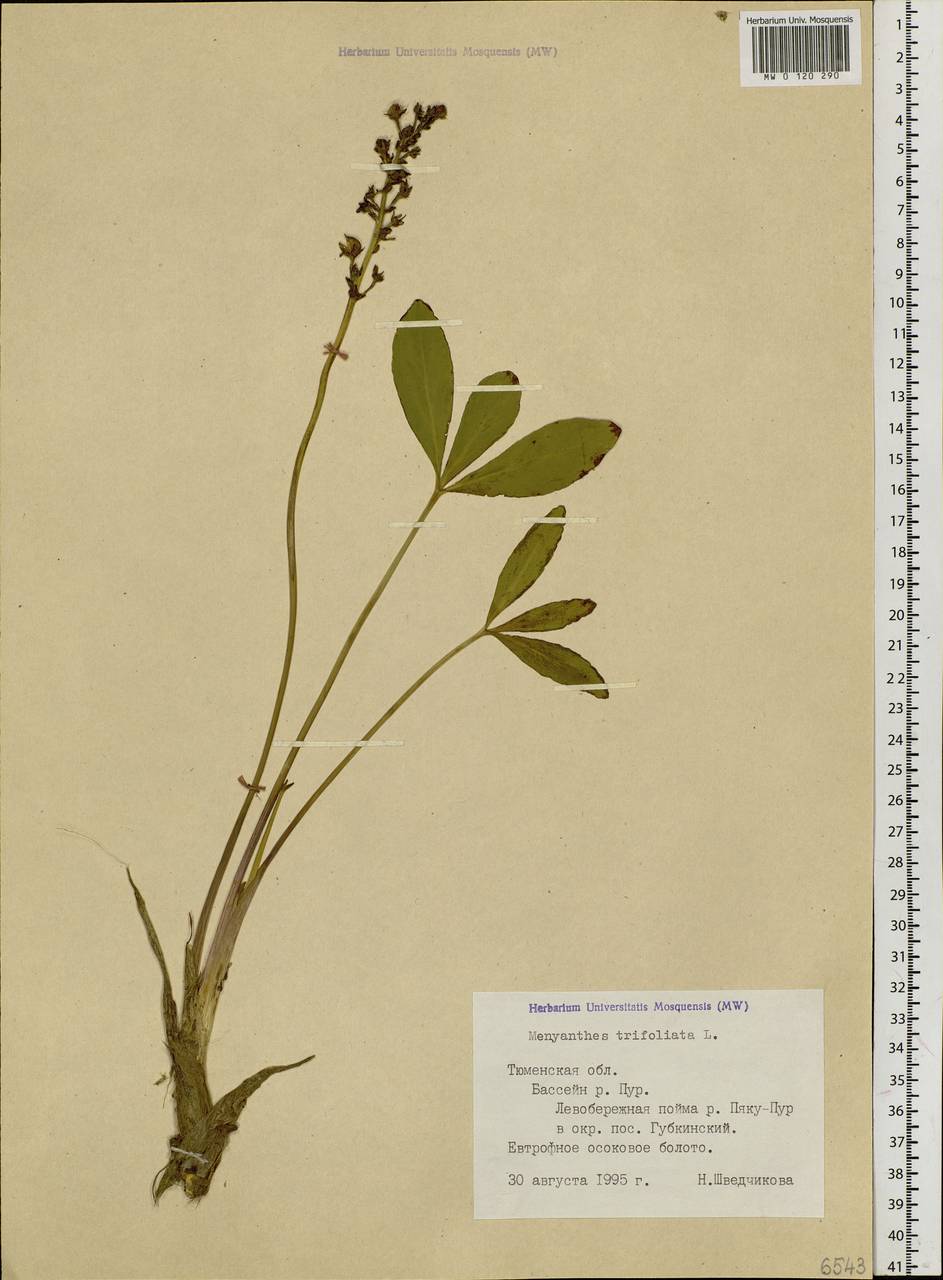 Menyanthes trifoliata L., Siberia, Western Siberia (S1) (Russia)