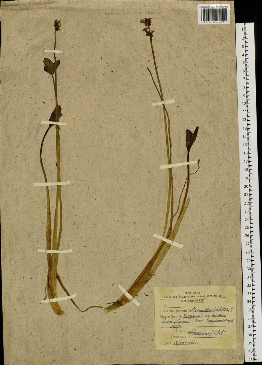 Menyanthes trifoliata L., Siberia, Western Siberia (S1) (Russia)