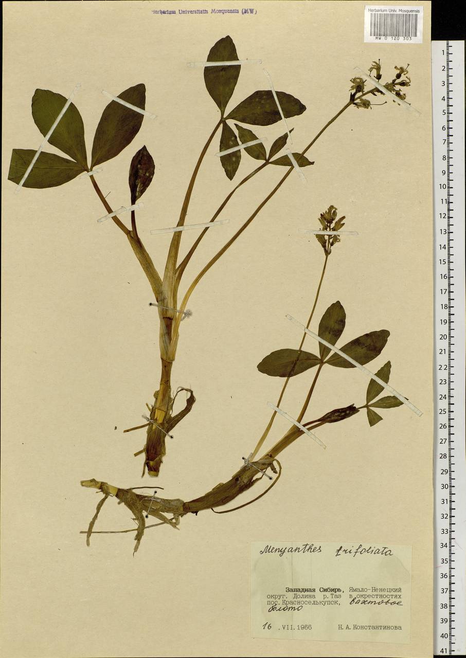 Menyanthes trifoliata L., Siberia, Western Siberia (S1) (Russia)