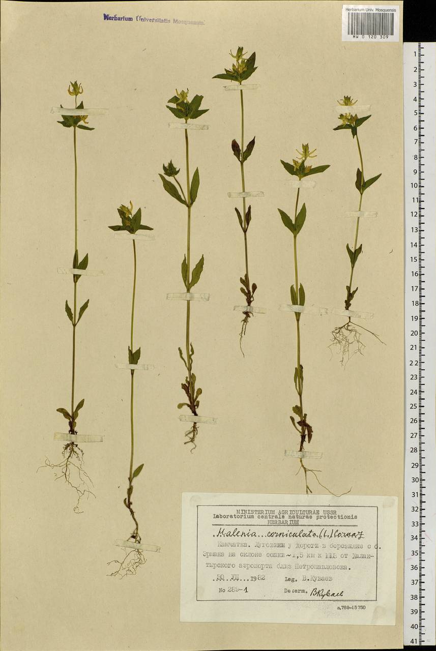 Halenia corniculata (L.) Cornaz, Siberia, Chukotka & Kamchatka (S7) (Russia)