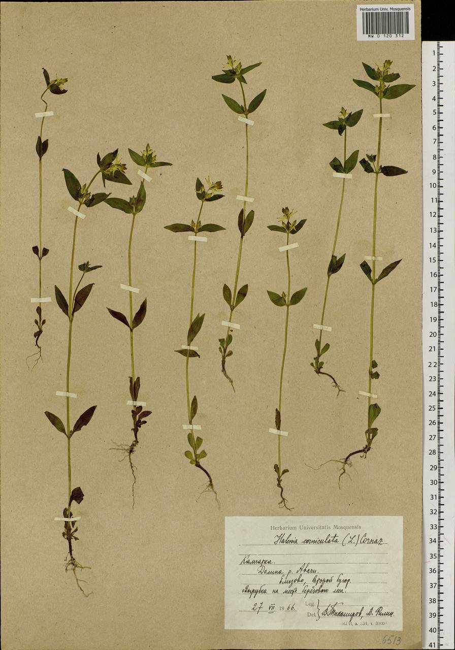 Halenia corniculata (L.) Cornaz, Siberia, Chukotka & Kamchatka (S7) (Russia)