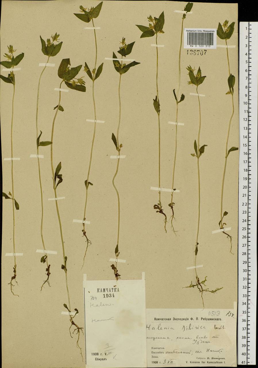 Halenia corniculata (L.) Cornaz, Siberia, Chukotka & Kamchatka (S7) (Russia)
