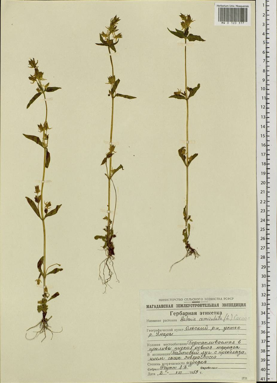 Halenia corniculata (L.) Cornaz, Siberia, Chukotka & Kamchatka (S7) (Russia)